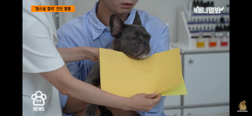 퍼스널컬러 진단 받는 댕댕이들 | 인스티즈