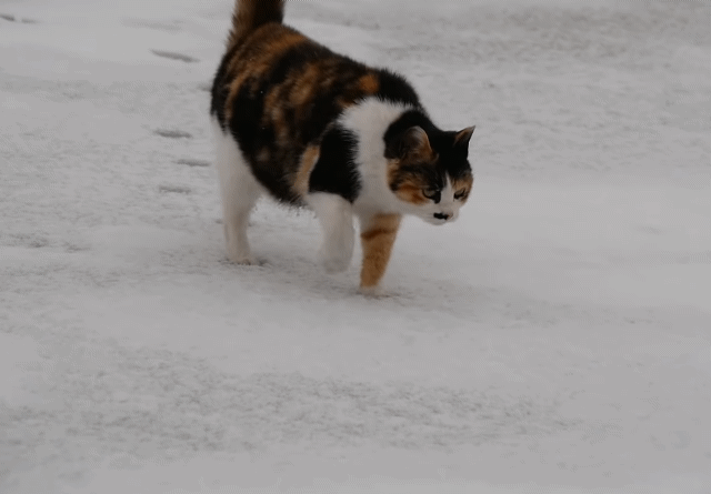 [hahaha] 뚱땅이 걸음걸이가 정말 특이하다는걸 한눈에 알아볼수있는 짤🐾 | 인스티즈