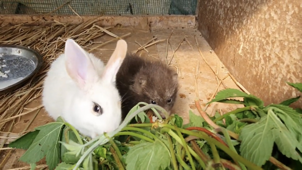 귀여운 너구리와 아기토끼 싸우지않고 같이 잘 지내요!!! | 인스티즈