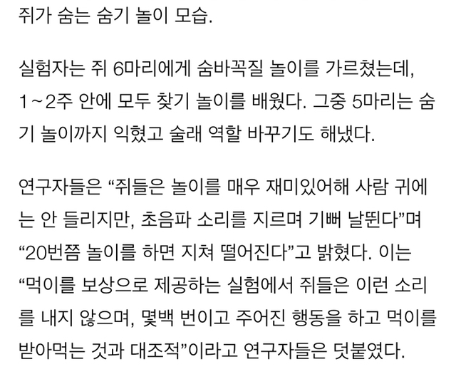 쥐도 사람과 숨바꼭질 놀이 즐긴다 | 인스티즈