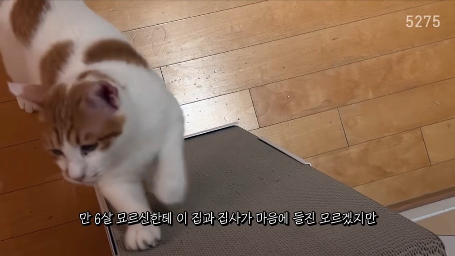 꽁꽁얼어붙은 한강위를 걷는 고양이는 몇살일까? | 인스티즈
