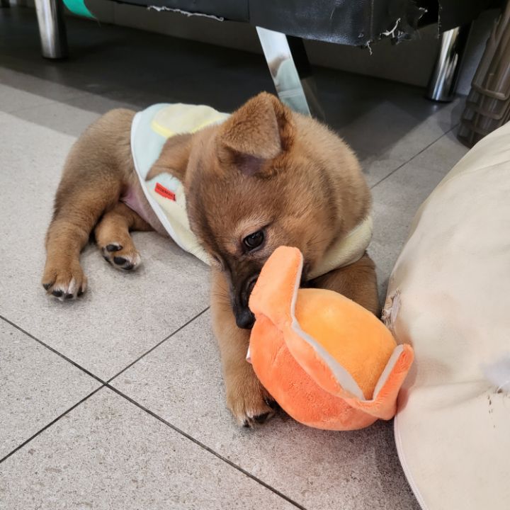 [유기견임보&입양홍보] 주택가 골목에 버려졌던 아기 강아지 콩순이 | 인스티즈