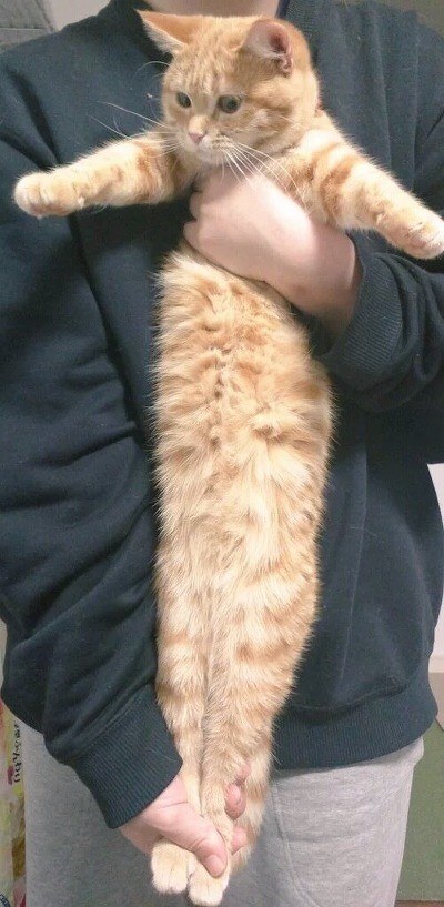 강아지랑 고양이 스트레칭 시켰는데 | 인스티즈