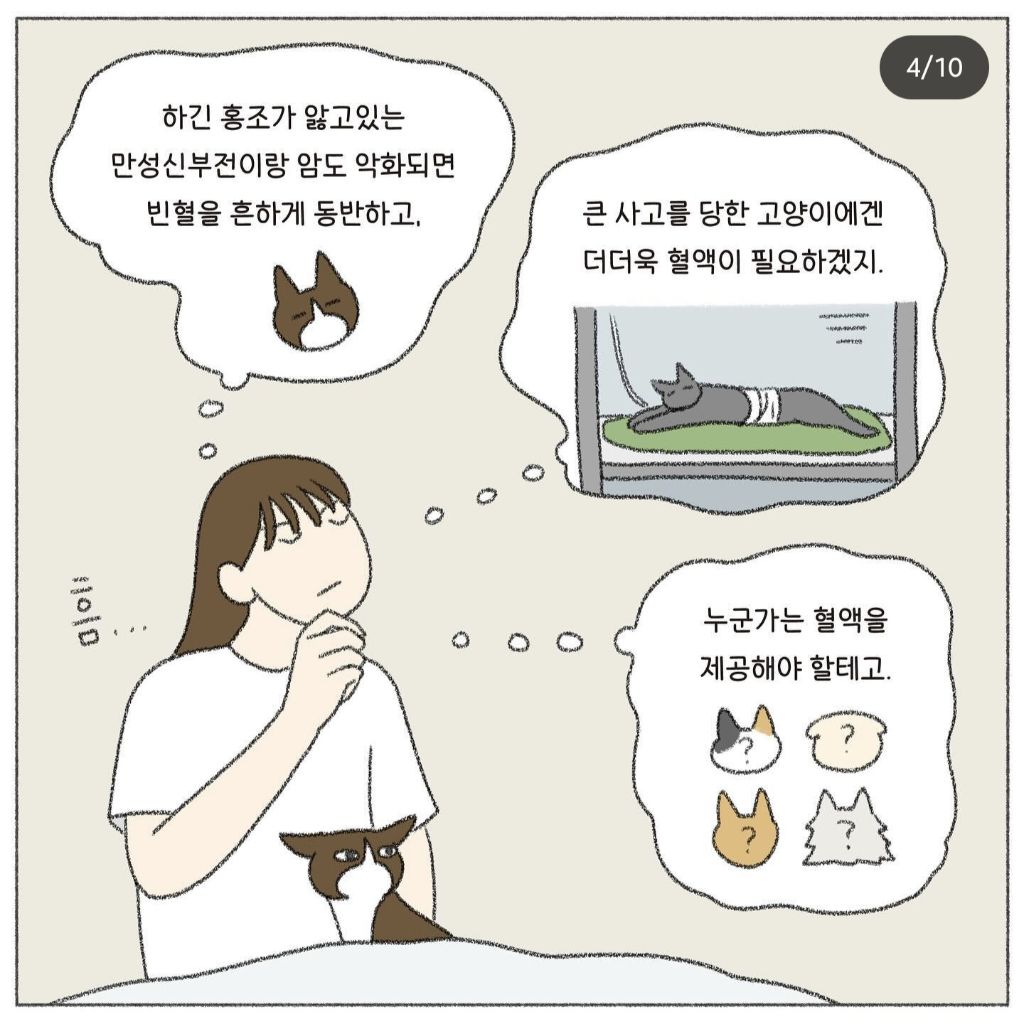 🐱💉고양이도 헌혈을 한다고? | 인스티즈