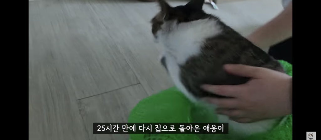 가족들 몰래 고양이를 갖다버린 아빠 | 인스티즈