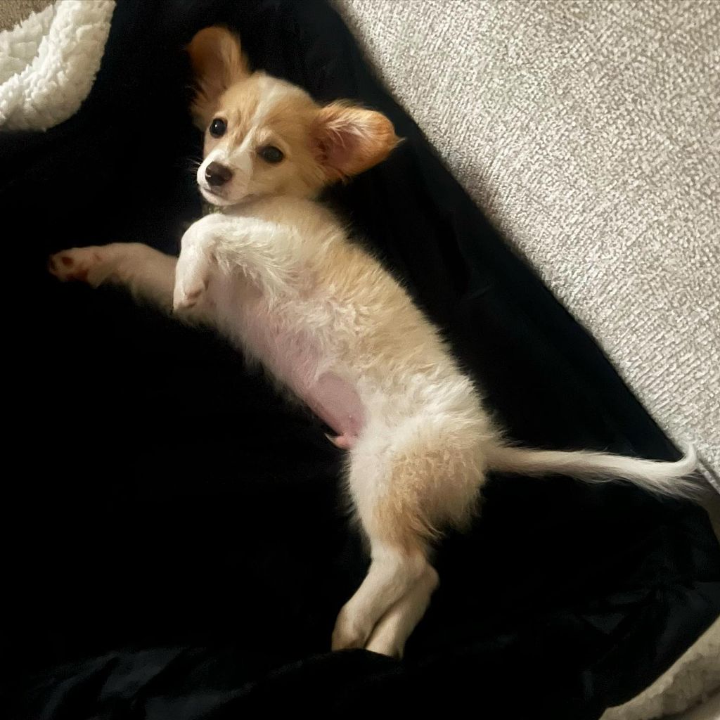 동물 구호 단체에서 유기견 입양한 행맨 | 인스티즈