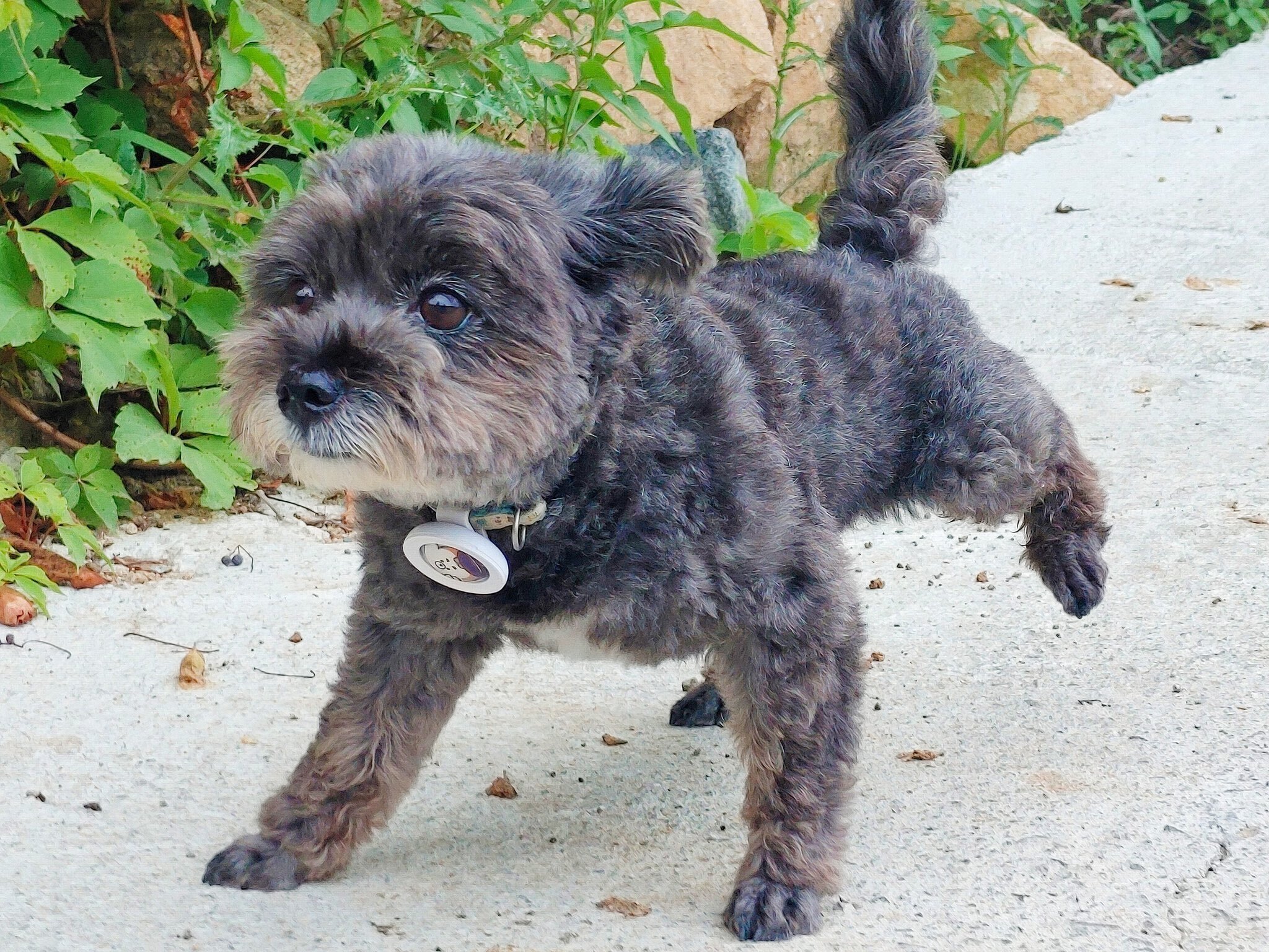 문토리 견상변화(유기견이 사랑받고 자라면 생기는 일) | 인스티즈