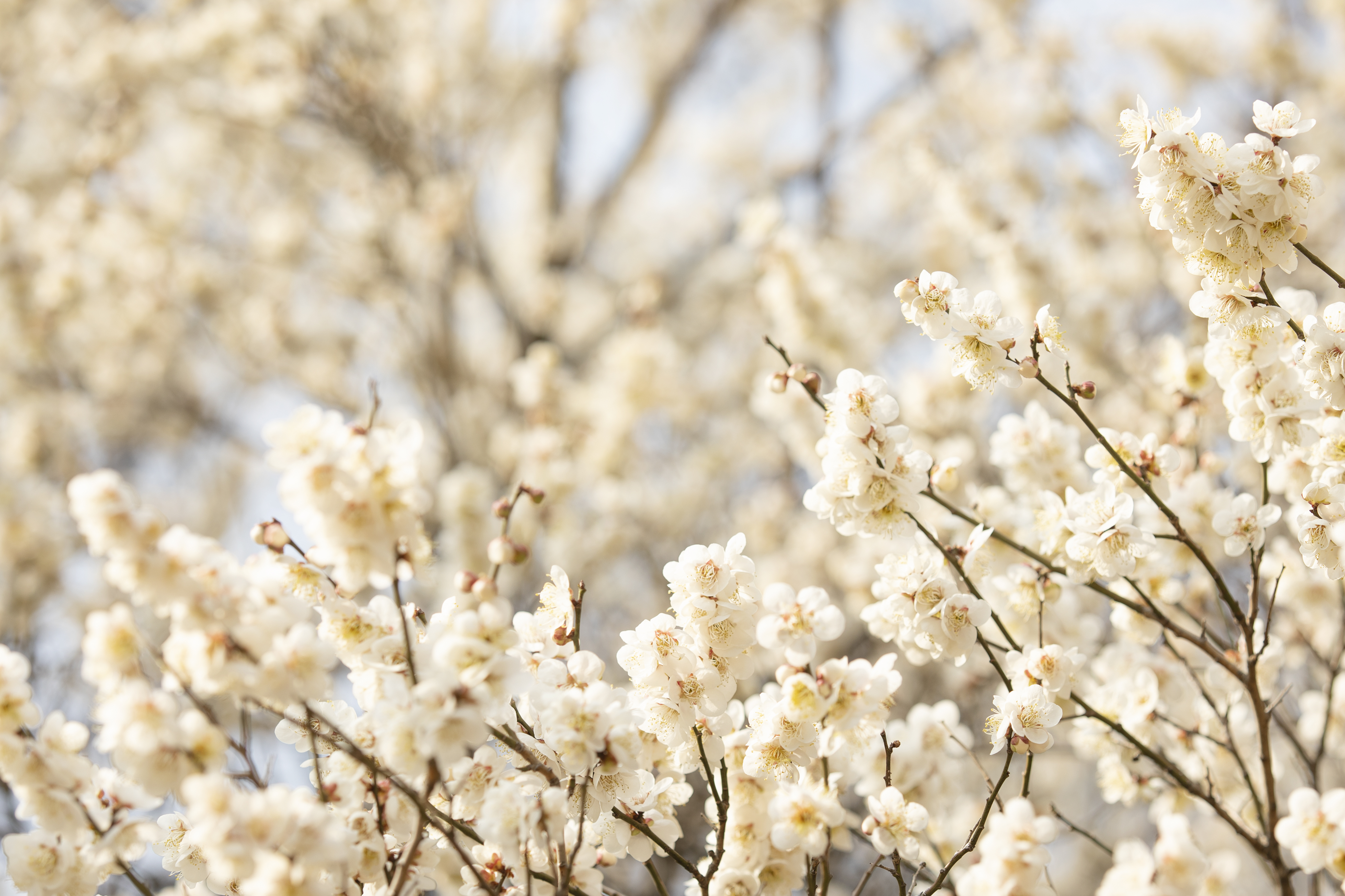 국립산림과학원에서 올려준 배경화면용 매화 사진.jpg | 인스티즈
