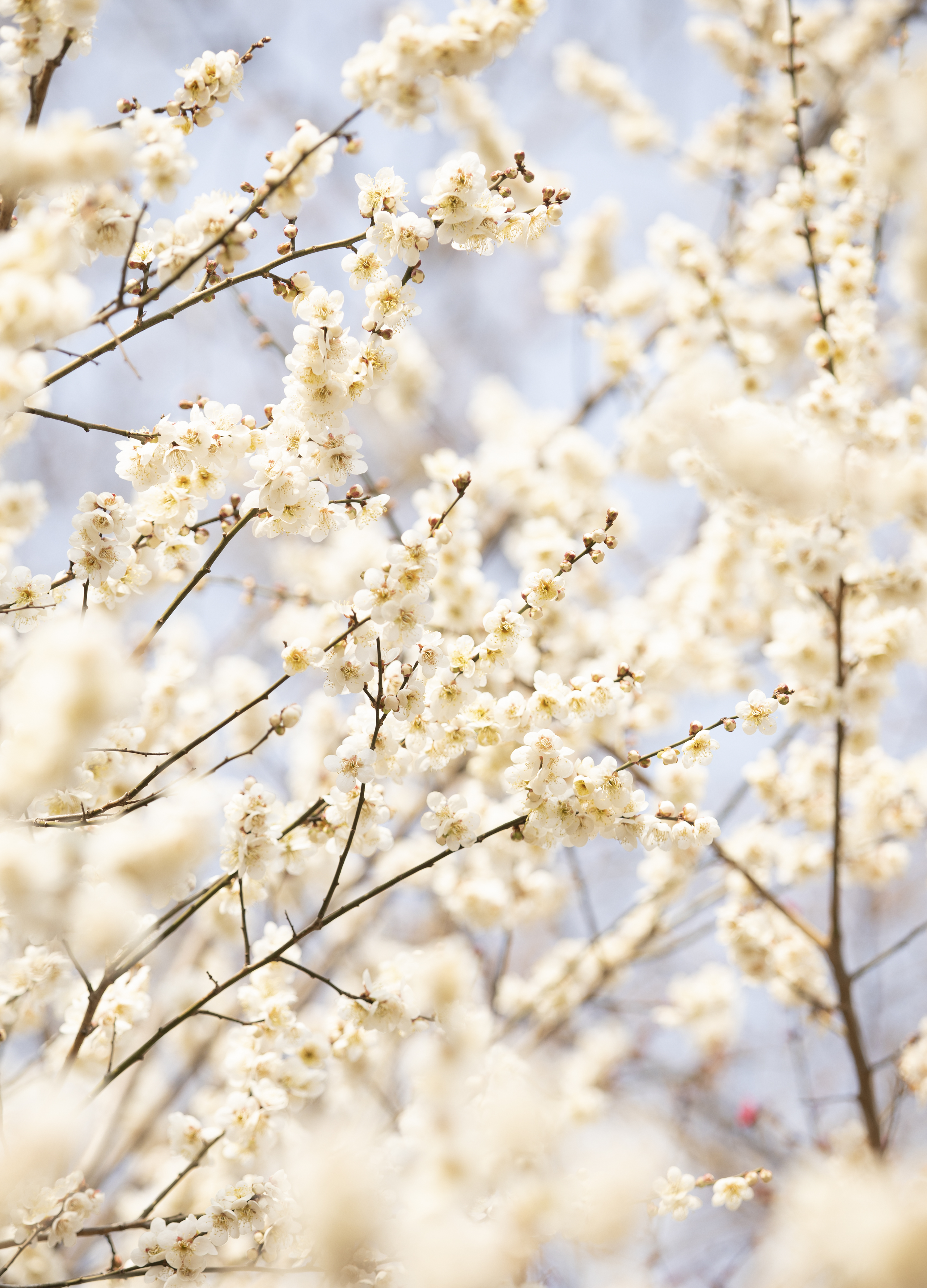 국립산림과학원에서 올려준 배경화면용 매화 사진.jpg | 인스티즈