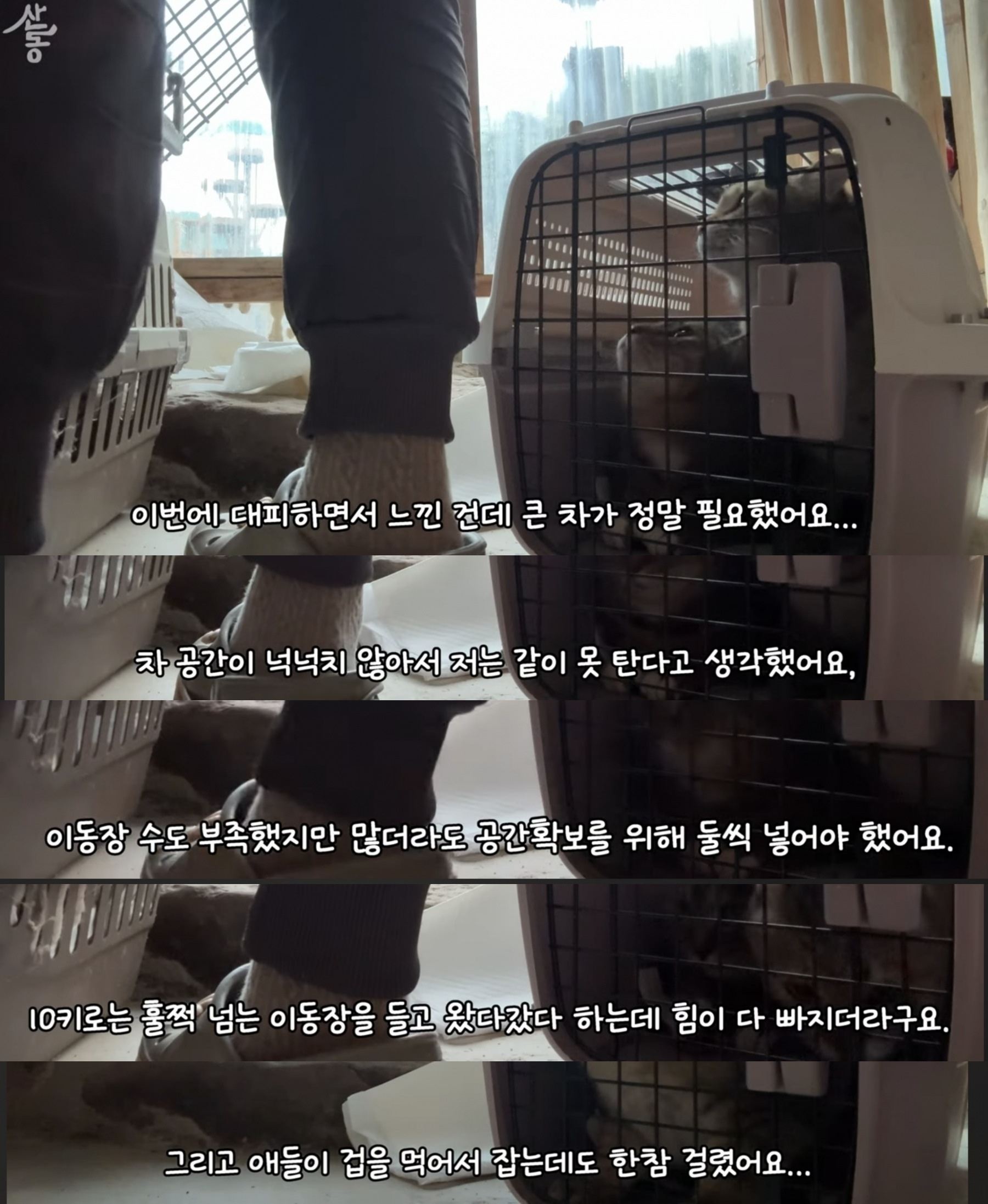 산불때문에 고양이 16마리와 대피한 유튜버 | 인스티즈