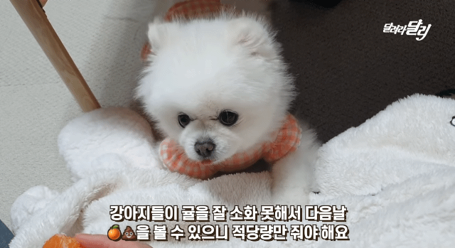 강아지도 양치 후 먹는 귤이 입에 쓸까? .gif | 인스티즈