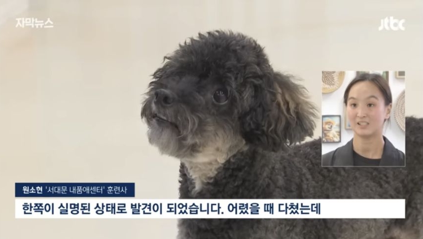 6일 동안 1000마리 버렸다... 연휴가 불러온 악순환 | 인스티즈