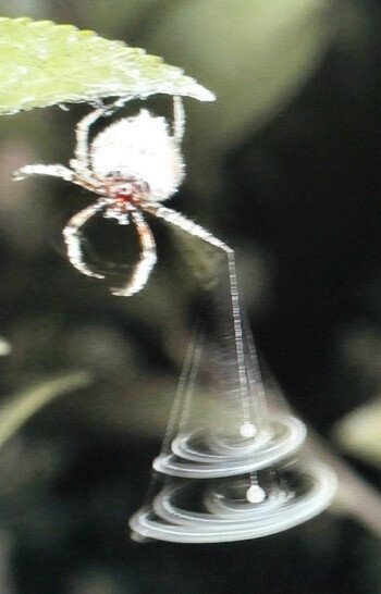 신기한 거미들 | 인스티즈