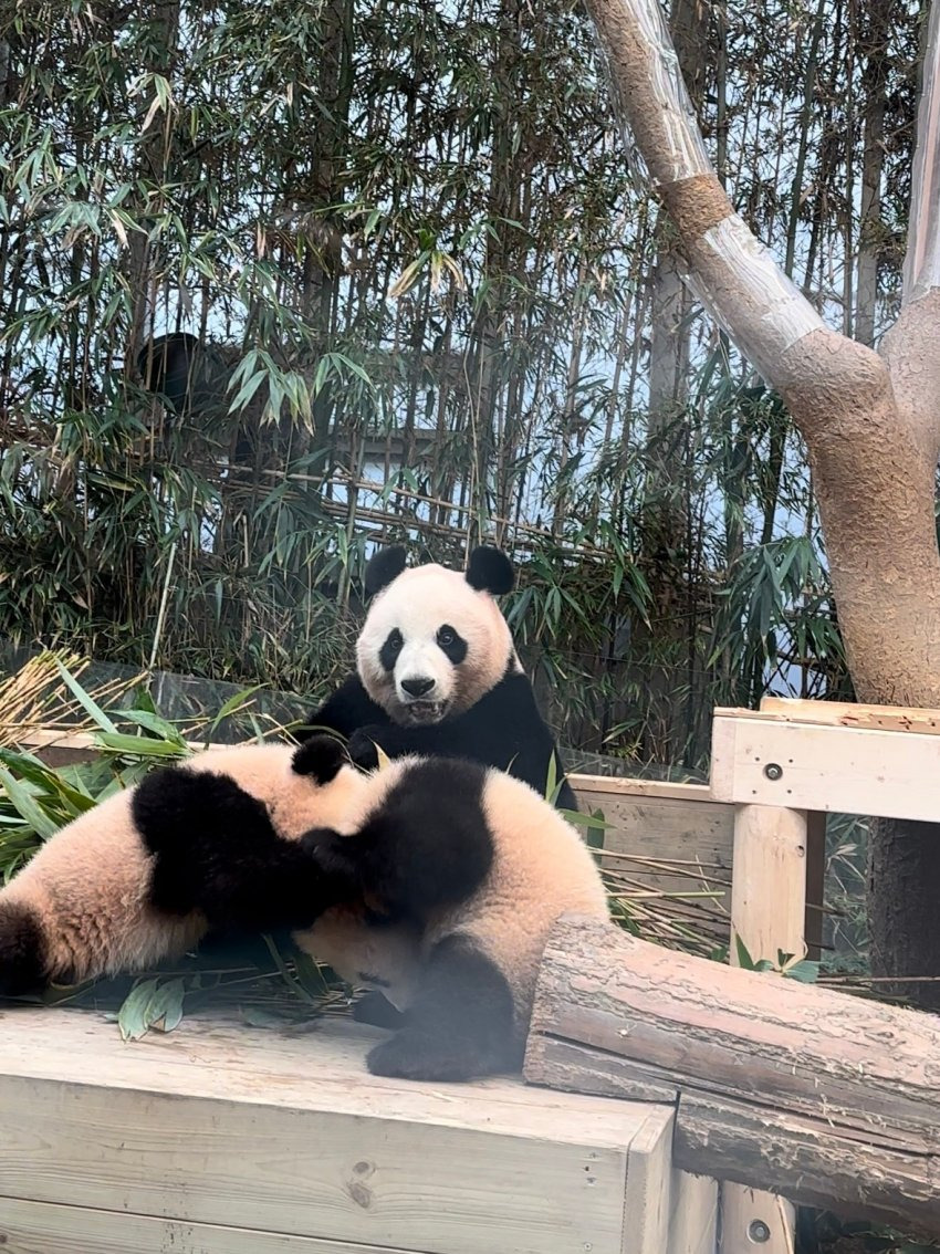 서로 알콩달콩 사이좋은 루이 후이바오 🐼 | 인스티즈