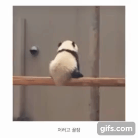 아기 판다🐼들이 평평한 나무를 보면 자주 하는 자세 | 인스티즈