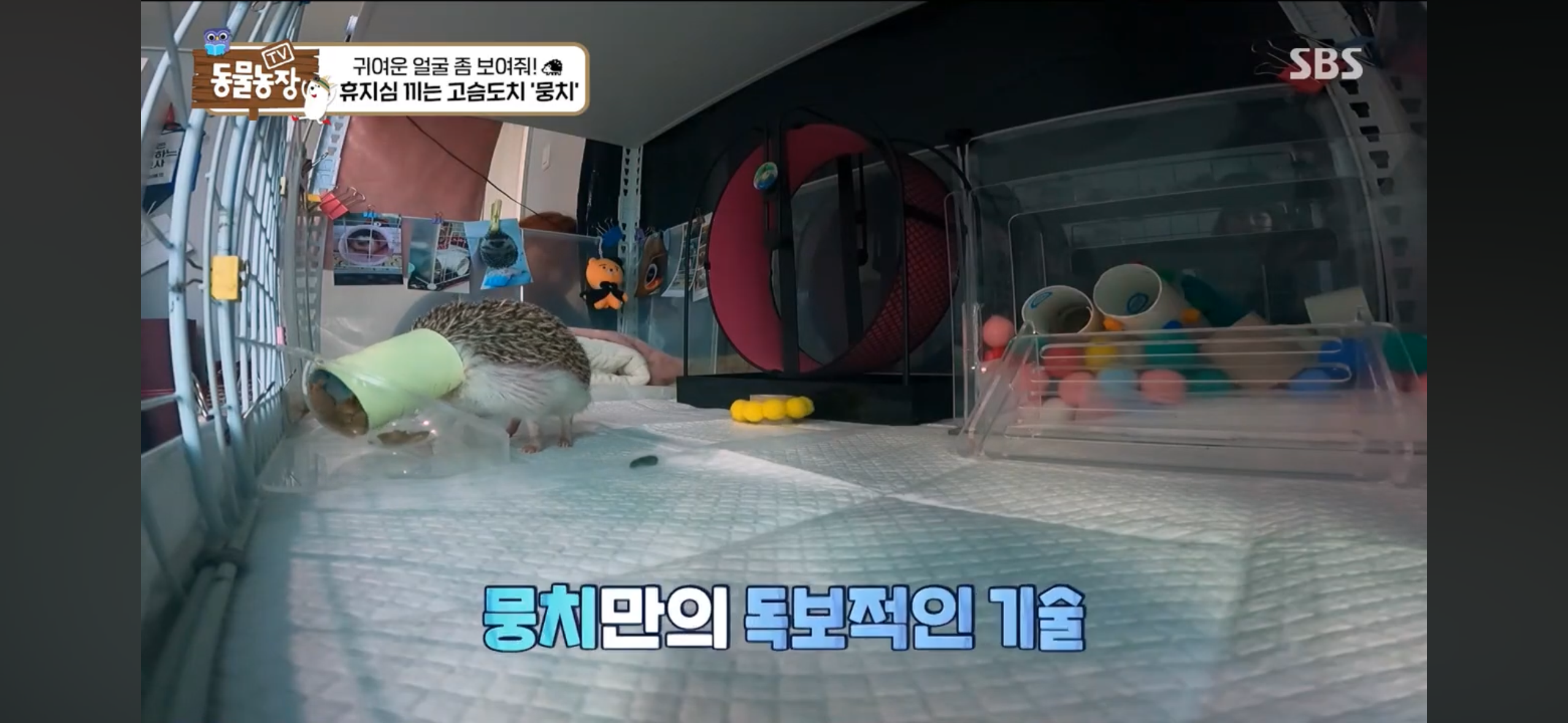 따봉고슴도치 휴지심 좋아도치 | 인스티즈