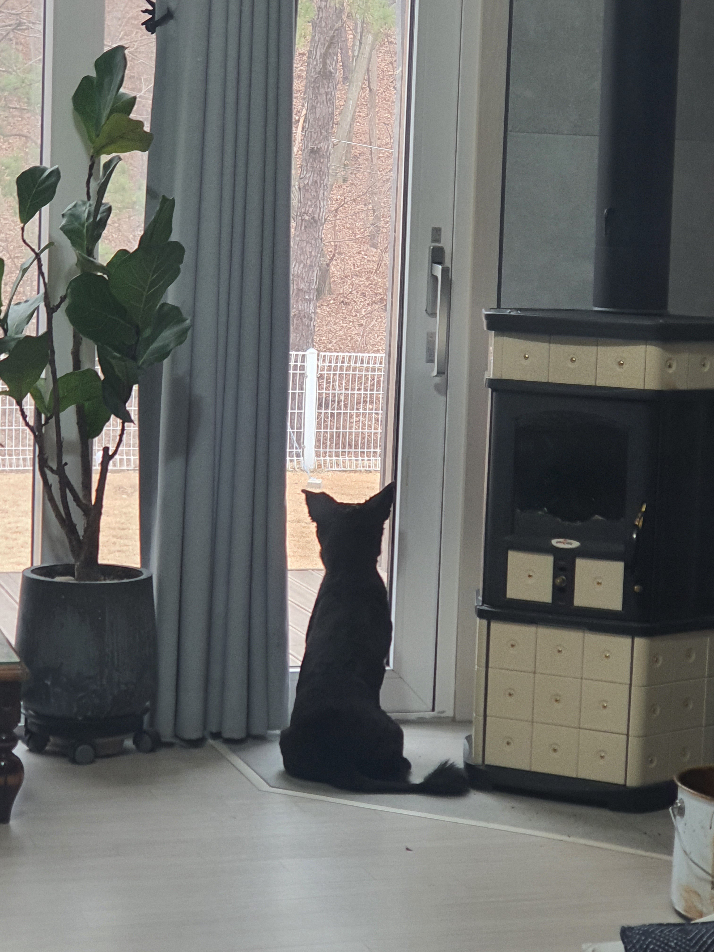 동네 친한 강아지 새끼낳았는데 나 자꾸 따라다녀 (동물농장/ 사진많음) +사진추가 | 인스티즈