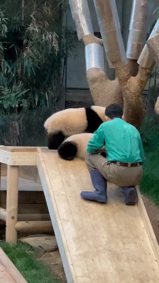 후이바오🐼 킹받게 놀리는 송바오 | 인스티즈