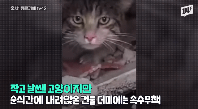 튀르키예 지진 현장에서 구조되는 강아지와 고양이들.gif | 인스티즈