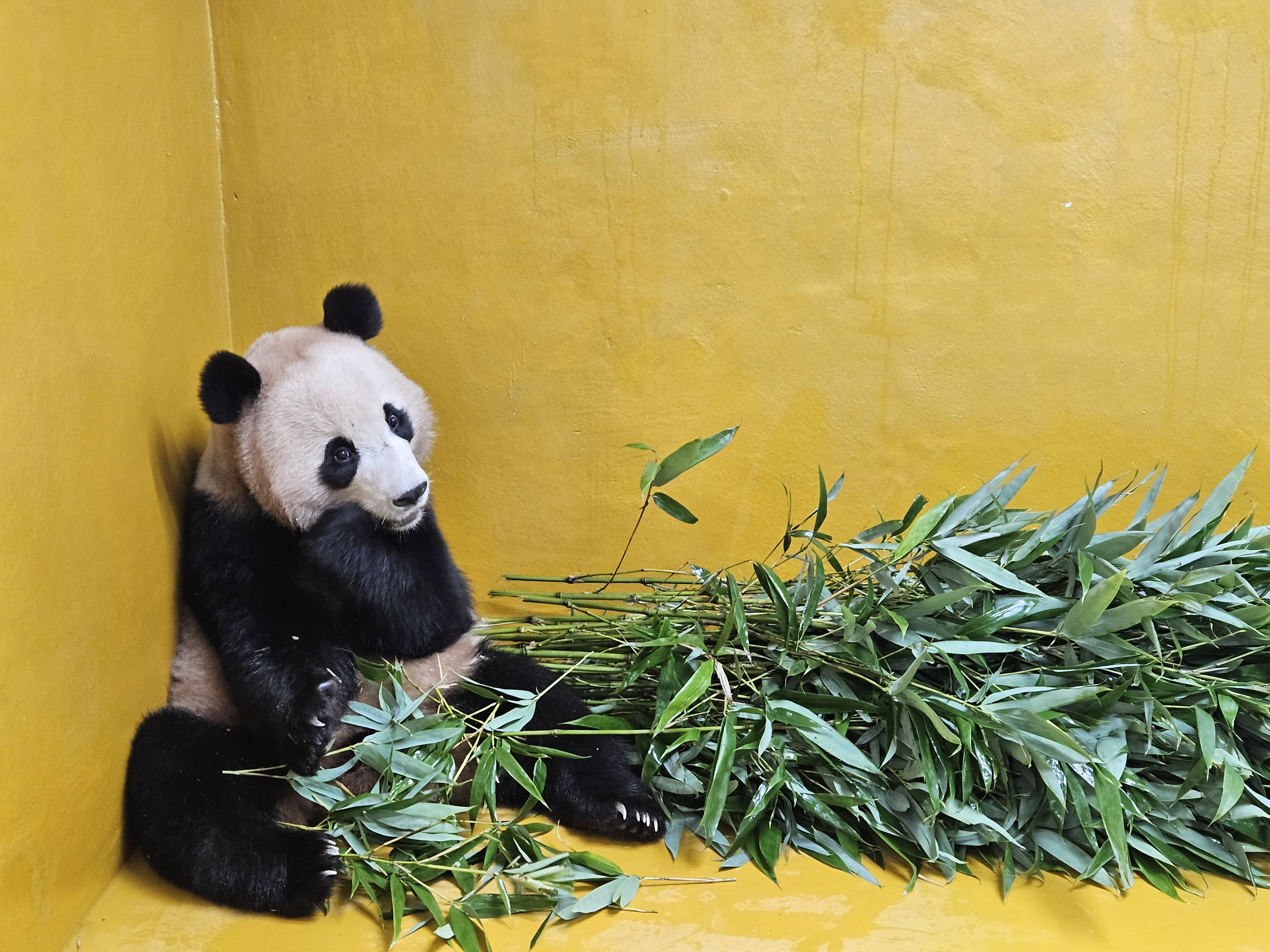 그동안 하얀색 타일이 퍼스널컬러에 맞지않았던거 같은 루이후이💜🩷🐼🐼🙄 | 인스티즈