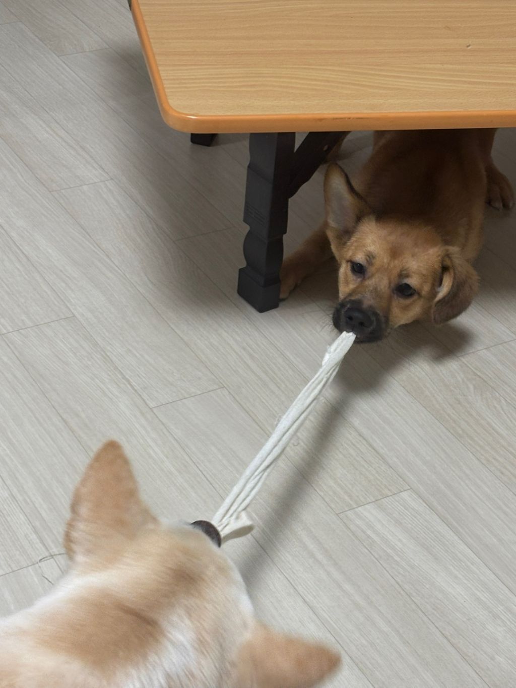 [입양홍보] 진지하게 물을게 왜 얘는 문의가 없을까? 난 얘가 젤 먼저 갈 줄 알았어... 조언 좀 부탁해... | 인스티즈