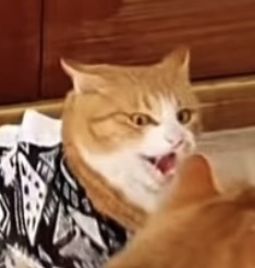 [매탈남] 매콤하게 생긴 고양이 | 인스티즈