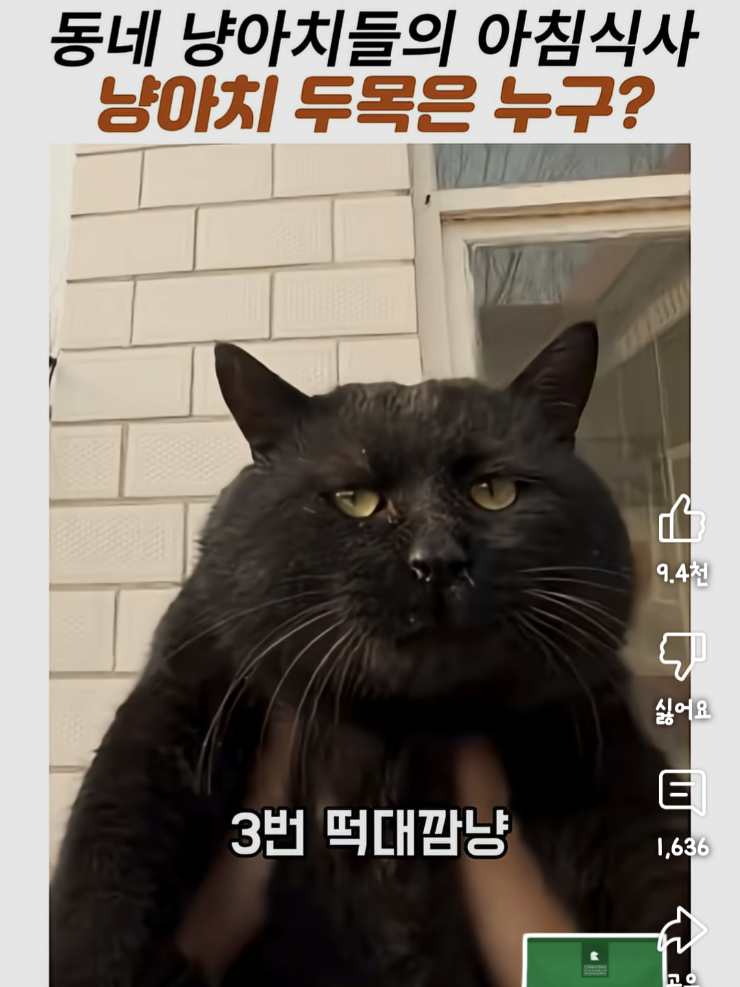 동네 냥아치들의 아침식사. 냥아치 두목은 누구? | 인스티즈