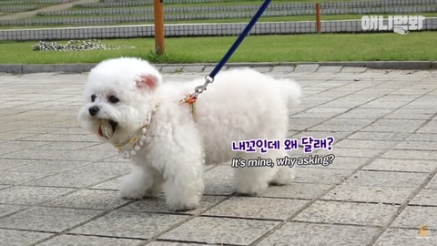 돌멩이를 물고 다니는 강아지 | 인스티즈
