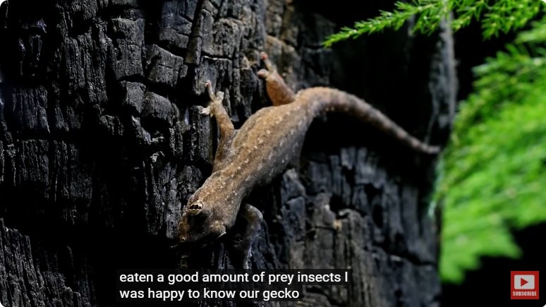 거대한 수조에 열대우림 환경을 조성해놓으면 생기는 일 - 3 | 인스티즈