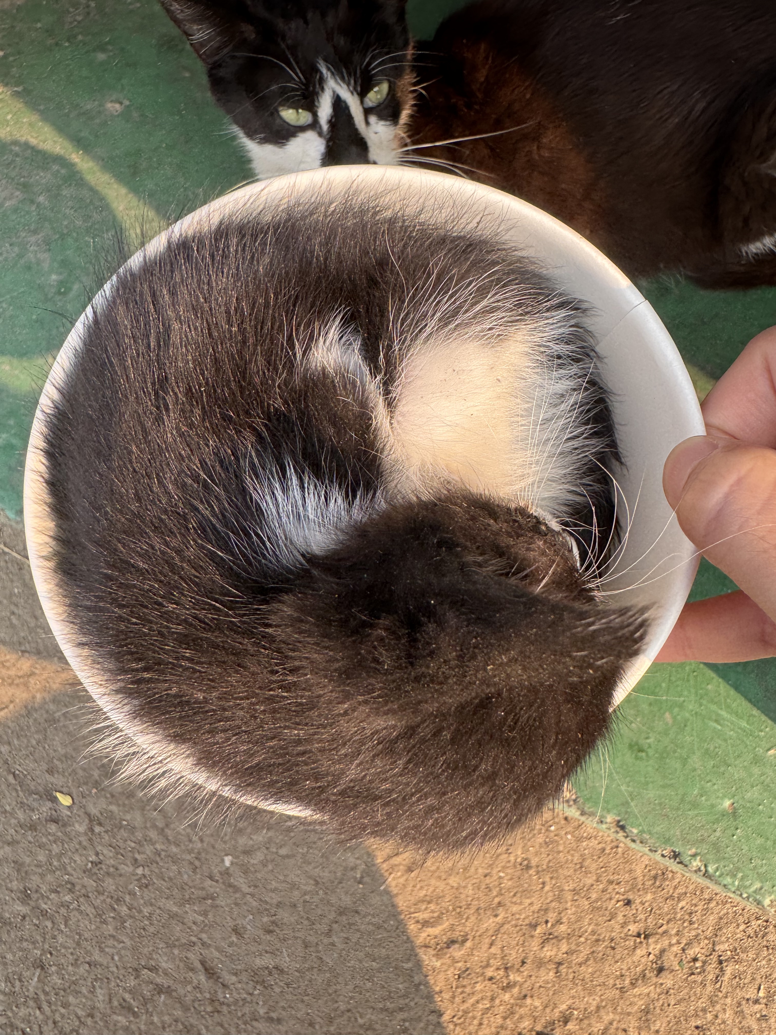 공장 고양 낳았는데 이거 봐... | 인스티즈