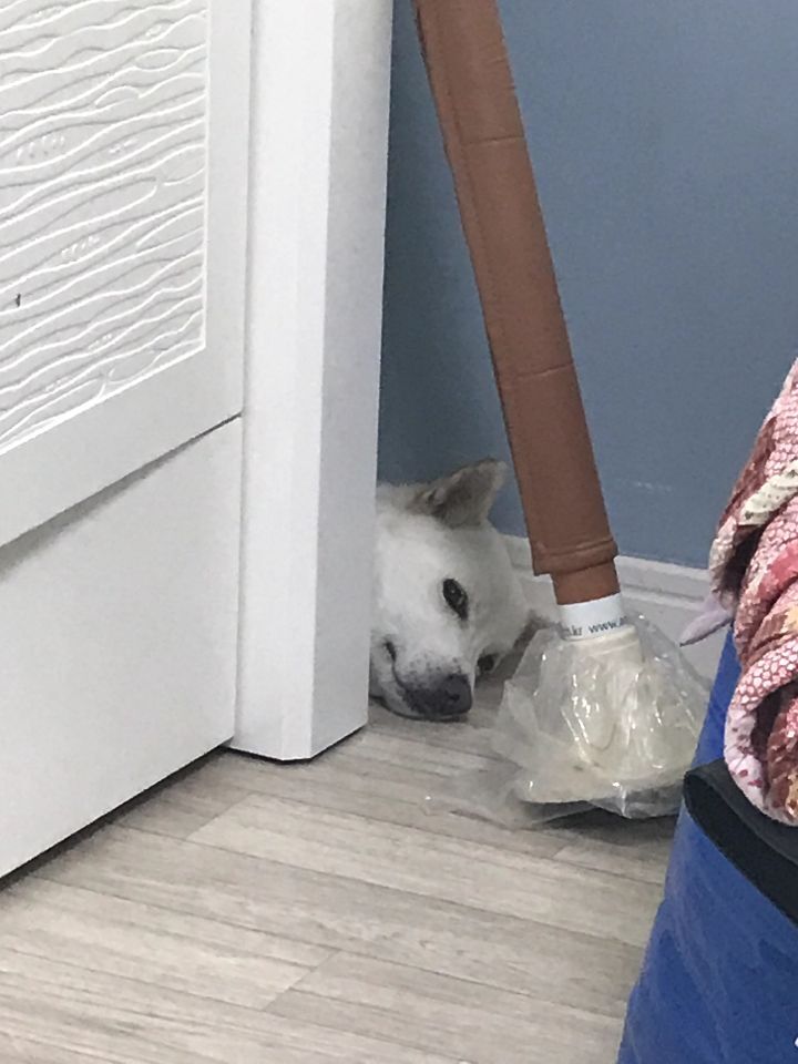 우리집 개 자는거 보실분? | 인스티즈