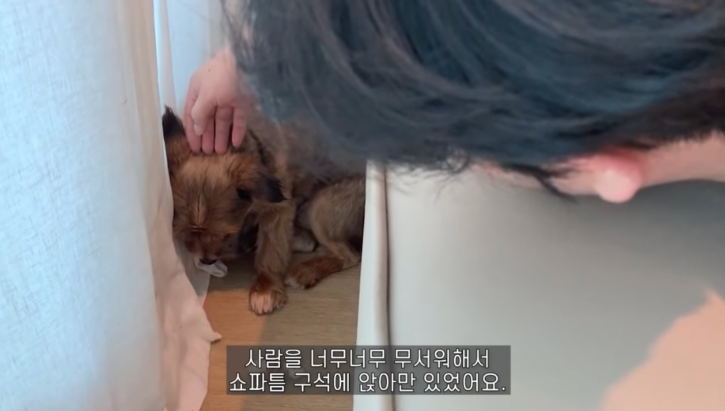 유기견 입양전후 변화. 겁많은 강아지의 100일간 브이로그 | 인스티즈