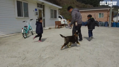 섬마을 남매가 강아지를 환영하는 완벽한 방법 | 인스티즈
