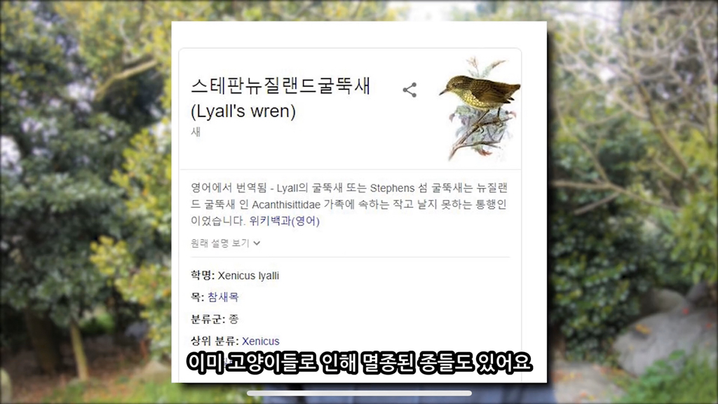 고양이가 자연생태계에 끼치는 심각한 영향(새 사체사진있음) | 인스티즈