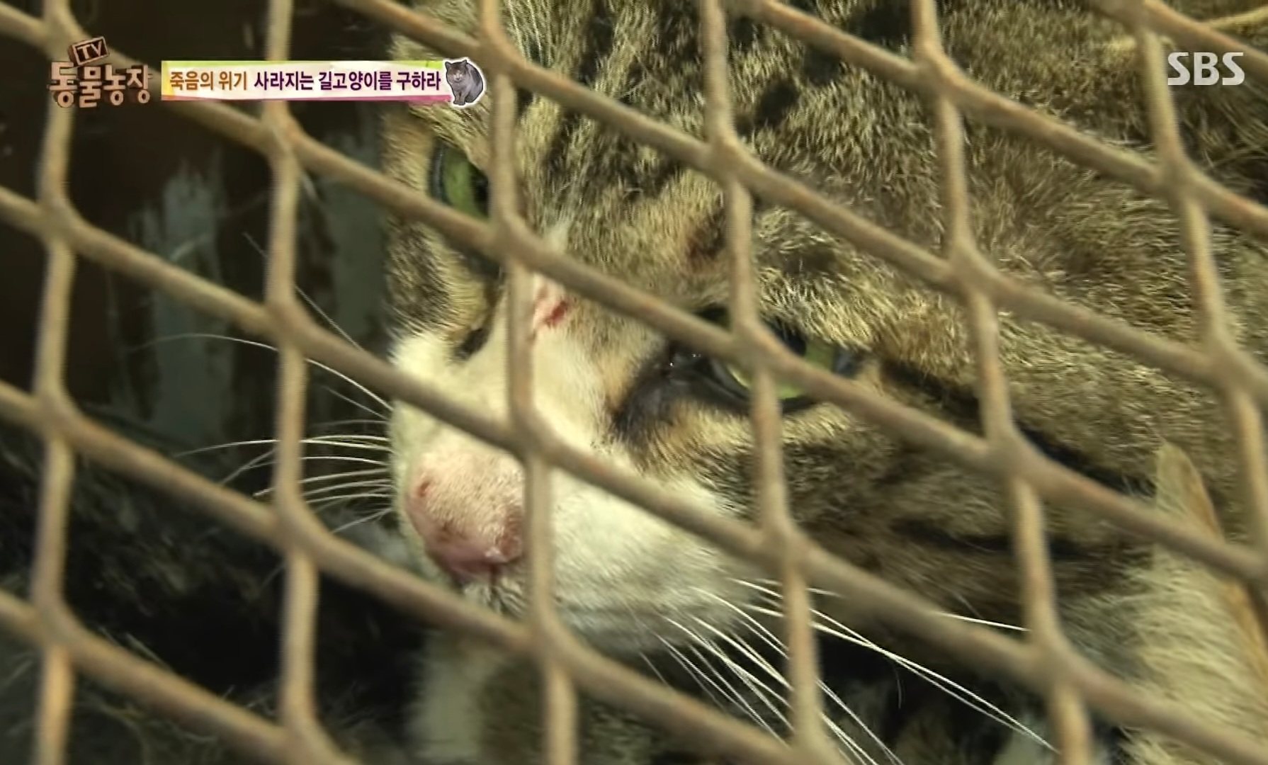 미신을 믿는 일부 한국인때문에 희생되는 동물 | 인스티즈
