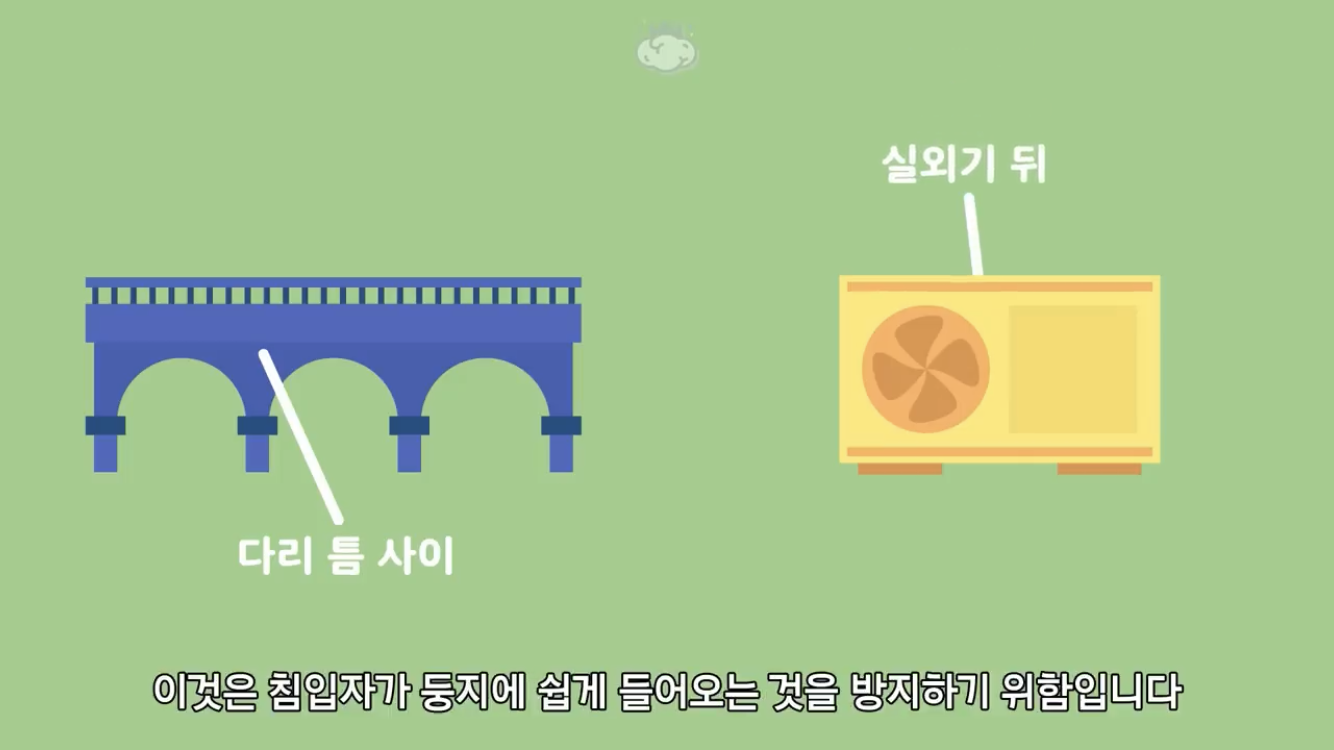 거리에 비둘기가 이렇게 많은데 왜 새끼 비둘기는 안 보일까? | 인스티즈