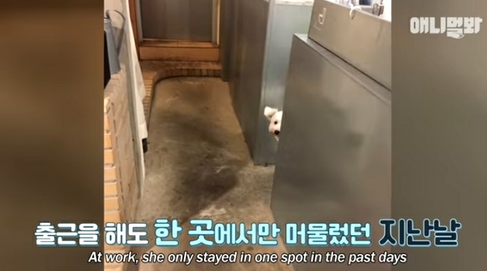 수줍음이 많은 강아지가 사람을 좋아하는 법 | 인스티즈