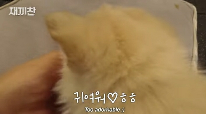 개농장에서 구출됐던 강아지 꽃님이의 버르장머리 없어진 최근 모습 | 인스티즈