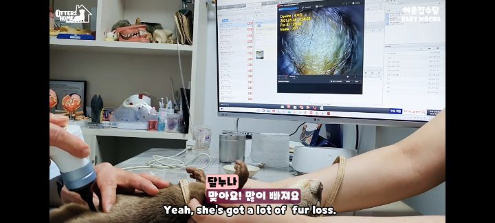 의사 선생님 품이 너무 좋은 아기수달 (아기수달 생애 첫 건강검진) | 인스티즈