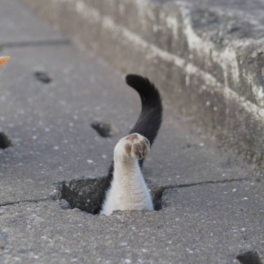이 세계로 진입하는 길냥이들 | 인스티즈
