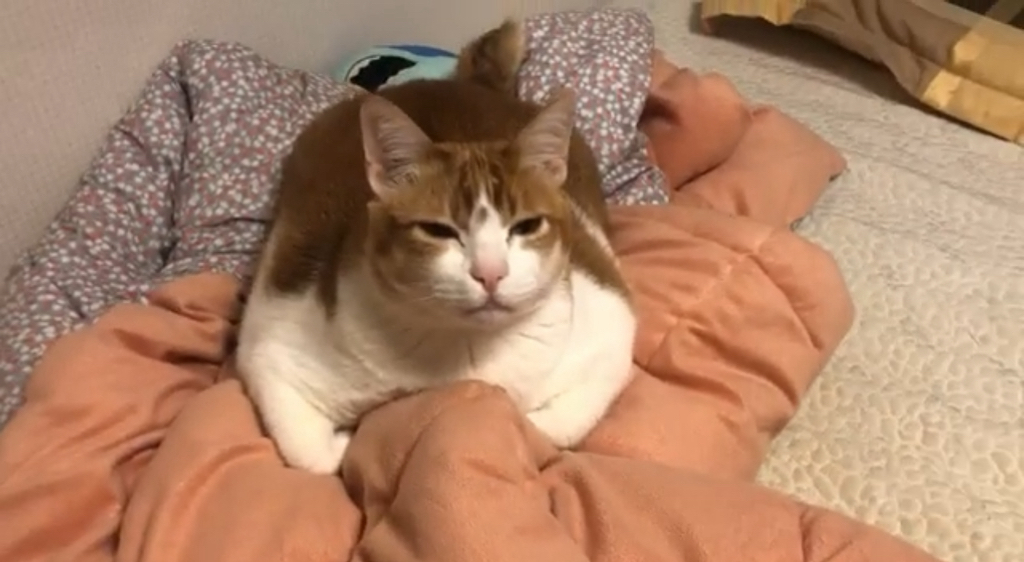 항공모함 고양이 | 인스티즈