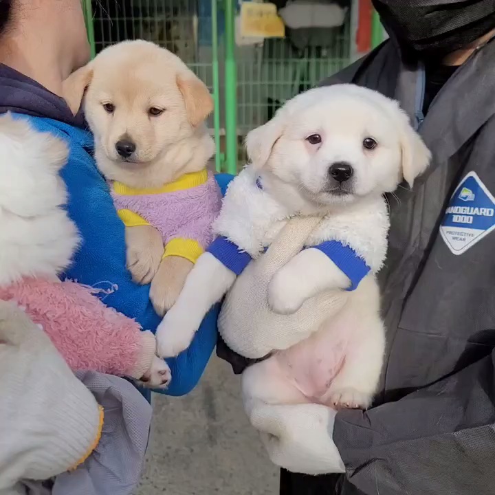 (입양처 구함/10kg 미만) 너무 예뻐서 돌아버리겠는 꼬물이 3자매들 | 인스티즈