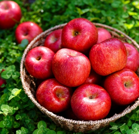 의외로 사과 안 파는 곳.jpg | 인스티즈