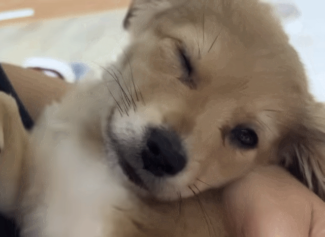 유기견 입양 브이로그 🐶 너무 귀여워 .jpg | 인스티즈