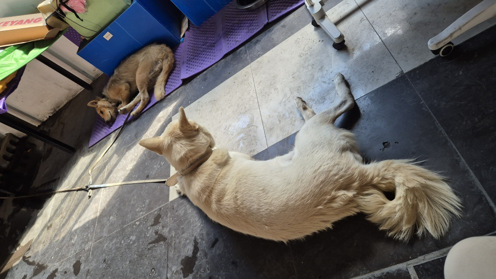 [입양홍보] 개장수에게 팔렸다 되찾아온 방치견 진순이·진돌이, 평생 가족을 찾아요! (부산/울산/전국) | 인스티즈