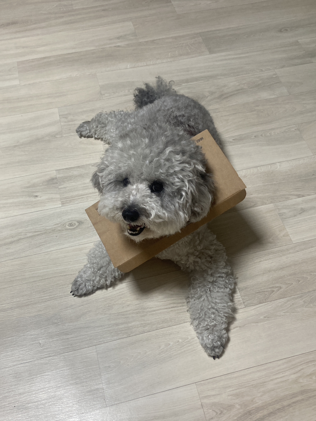 흙수저 강아지의 치킨냄새나는 넥카라... feat. 춘향 강아지 | 인스티즈