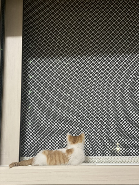 냥줍한지 한달 된 우리 고양이 보고가~!~! | 인스티즈