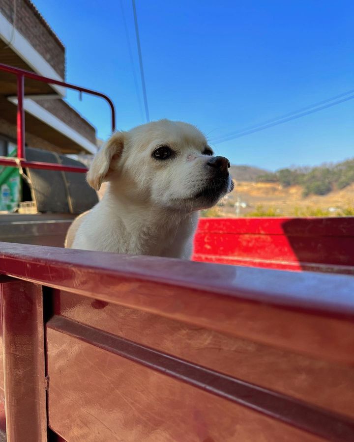 강아지 짱절미 투병근황 | 인스티즈