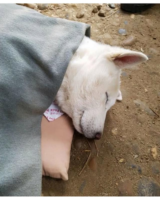 군부대에 들어와 살기 시작한 멍구 | 인스티즈
