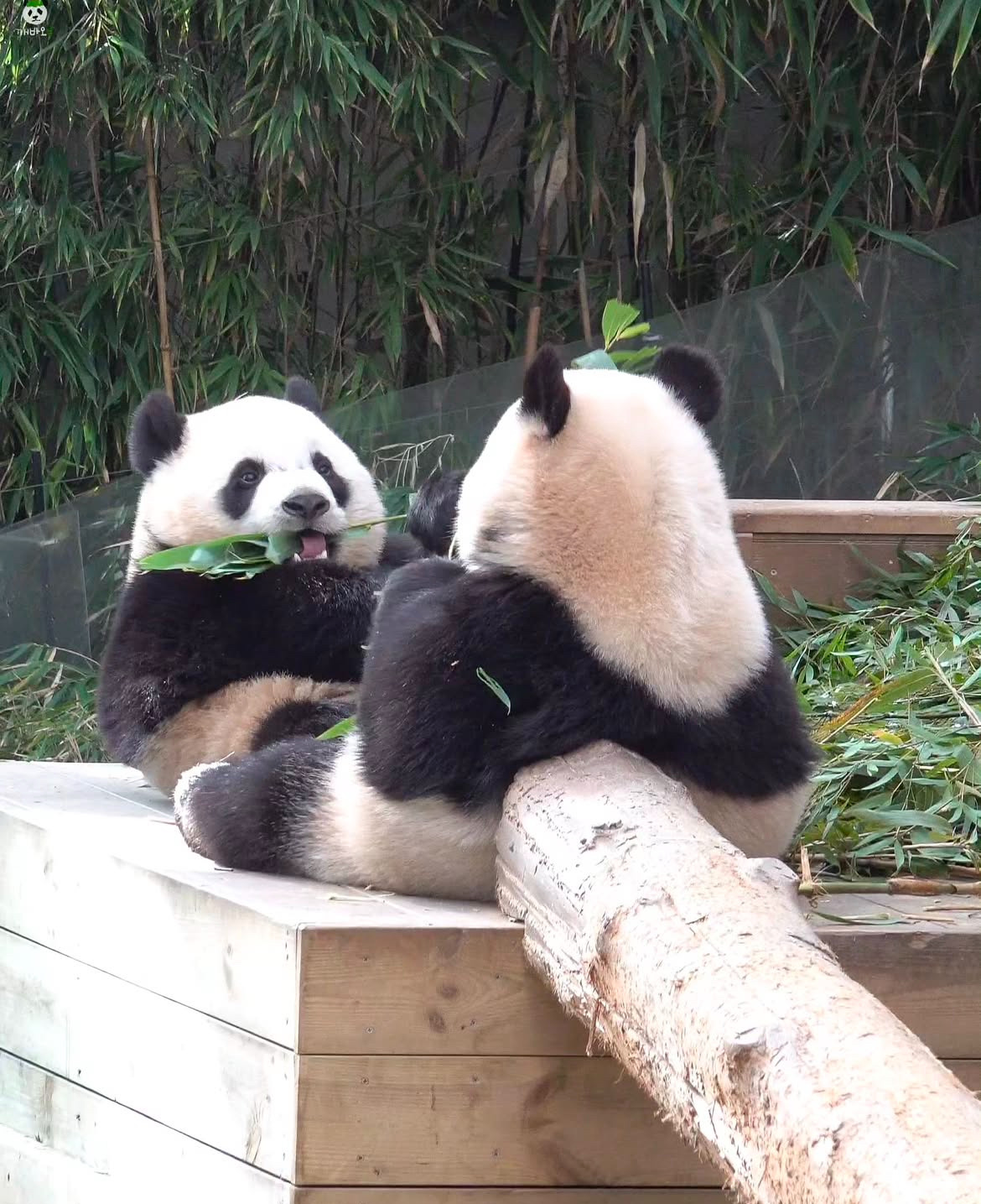 쌍둥이 닉값하는 후이바오 루이바오 | 인스티즈